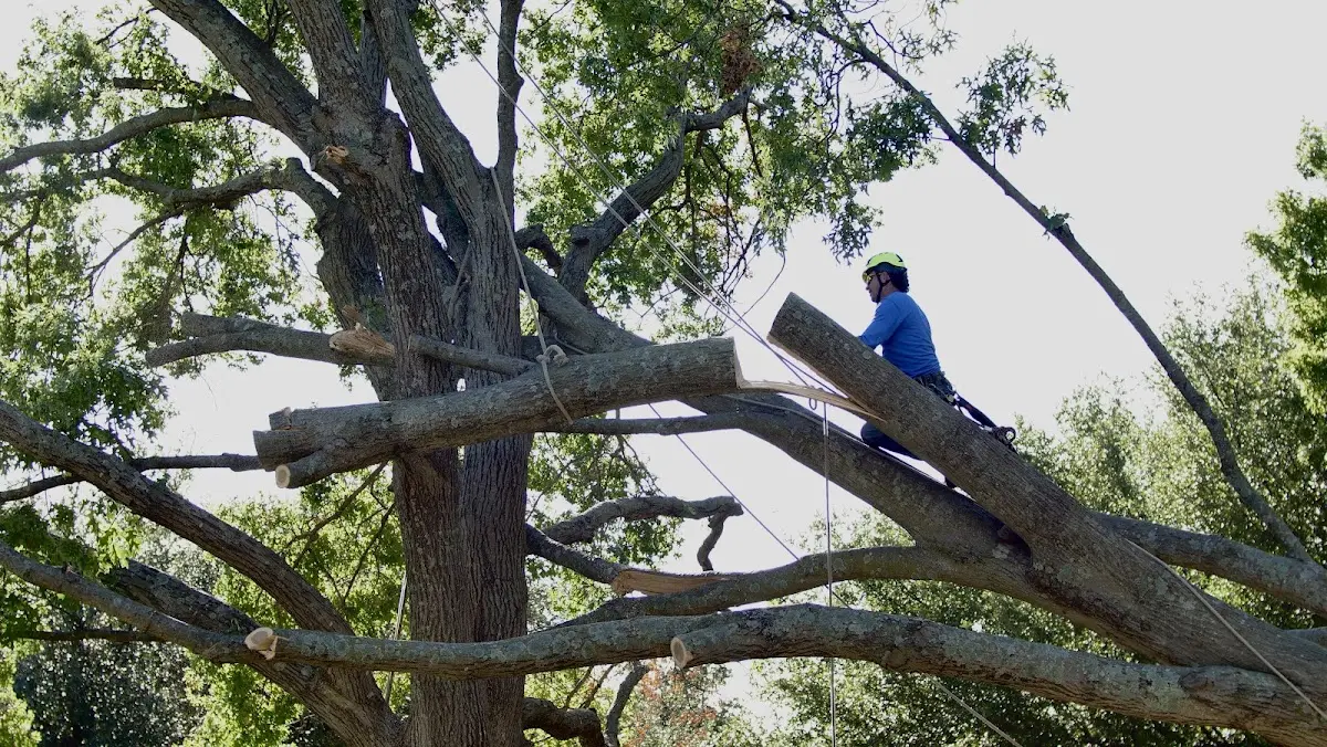 Professional Crown Thinning performed by certified arborists in Montgomeryville