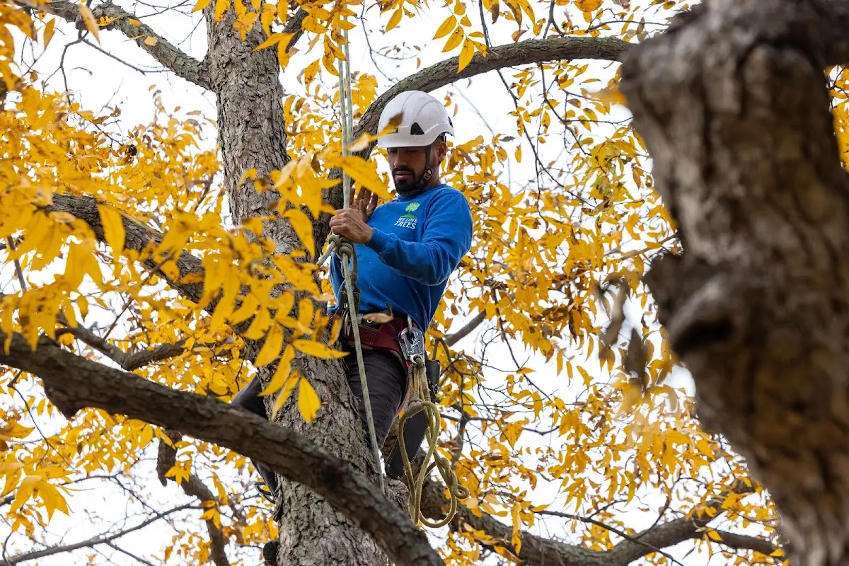 Skilled Tree Pruning crew working in Montgomeryville